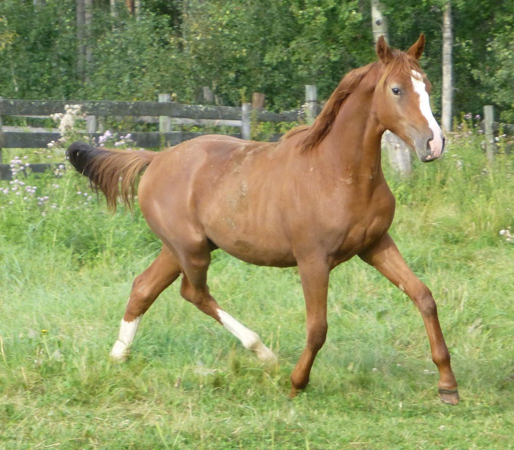 Touchstone Farm Alberta Warmblood Yearlings For Sale